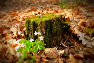 Blüten vor einem Baumstumpf